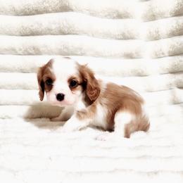 Johnny - Blenheim male Cavalier King Charles Spaniel puppy in Wilburton, Oklahoma from My Kids Kennel