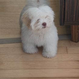 Girl 2 - female Lhasa Apso puppy in Naples, Florida from Deborah's Lhasa Apsos