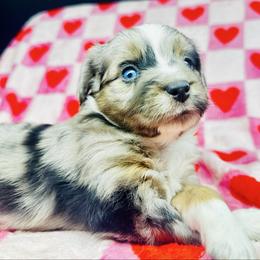 Foxtrot - Blue merle female Miniature Australian Shepherd puppy in Wauchula, Florida from Sun & Moon Aussies