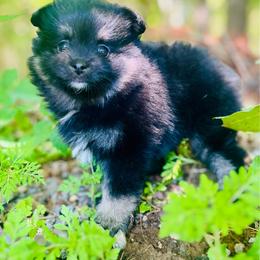 Brewski - Black and tan male Pomeranian puppy in Buck Valley, Pennsylvania from Buck Valley Pomeranians