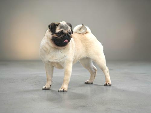 Baron — Pug Sire