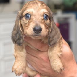 Bandit - Cream male Dachshund puppy in Cypress, Texas from Cypress Dachshunds