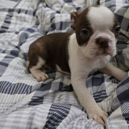 Cosmo - Red male Boston Terrier puppy in Omaha, Illinois from Puppi Guppies