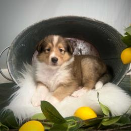 Lil Deville - Sable female Collie puppy in Chilhowie, Virginia from Jolly Collies