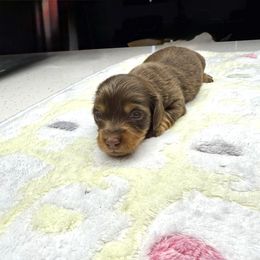 AKC Kit-Kat - Chocolate and tan female Dachshund puppy in Laveen, Arizona from Acosta Kennels