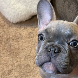 French Bulldogs from Olivias Frenchies