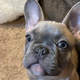 French Bulldogs from Olivias Frenchies