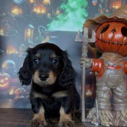 Scaredy Pants - Black and tan male Dachshund puppy in Floresville, Texas from Muddy River Dachshunds
