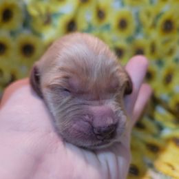 Boy 6 - Dark golden male Golden Retriever puppy in Middleburg, Florida from Rise and Shine Goldens