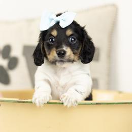 Piebald girl - Piebald female Dachshund puppy in Seminary, Mississippi from Down South Mavericks Dachshunds