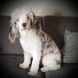 Nix - Springerdoodle