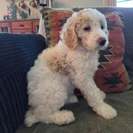 Honey - Cream female Poodle puppy in Casa Grande, Arizona from Arizona's Once Upon A Boston and Poodle ❤️