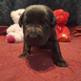 Aether - Black male Labrador Retriever puppy in Bemidji, Minnesota from Northern Star Elite Quality Labrador Retrievers