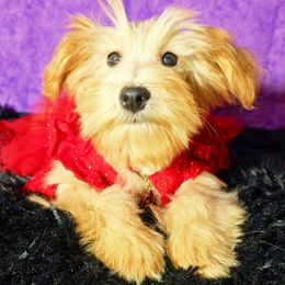Denisse - Wheaten female Miniature Schnauzer puppy in Texas from Blue Rose's Schnauzers