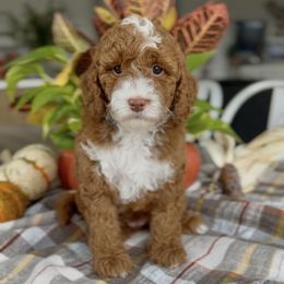 Cookie - Red  female Goldendoodle puppy in St George, Utah from Doodle Bears of Southern Utah