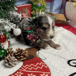 Potatoe - Blue merle male Miniature Australian Shepherd puppy in Signal Mountain, Tennessee from D & D Miniature and Toy Australian Sheppards