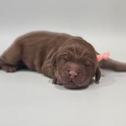 Beryl - Red  female Goldendoodle puppy in Mocksville, North Carolina from Hunting Creek Farm & Kennel