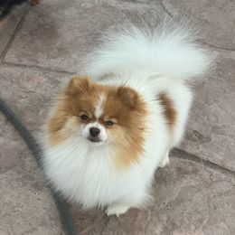 Lexi - Pomeranian