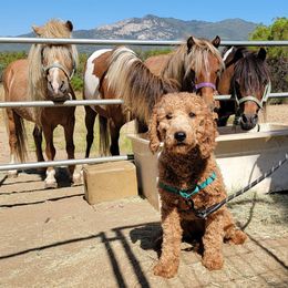 Ellie - Goldendoodle