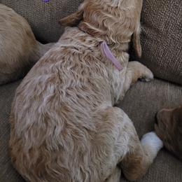 Goldendoodle Puppies from 3 Willows Goldendoodles