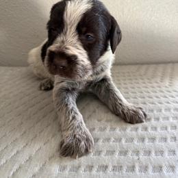 Boy 7 - Brown and gray male Wirehaired Pointing Griffon puppy in Jerome, Idaho from Double R Griffons