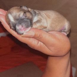 TRUFFLES(SOLD) - Black gold and white female Shih Tzu puppy in Chapel Hill, North Carolina from A Handful of Love Breeders.LLC