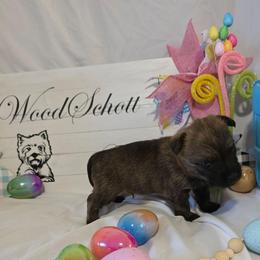 Mr Orange(White) - Red brindle male Cairn Terrier puppy in Savannah, Missouri from WoodSchott Cairn Terriers