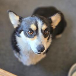 Rye - Pembroke Welsh Corgi