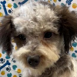 Maja - Merle male Maltipoo puppy in Lebanon, Kentucky from Mosaic Merle Doodles