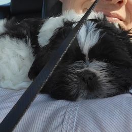 Chelsea - Shih Tzu