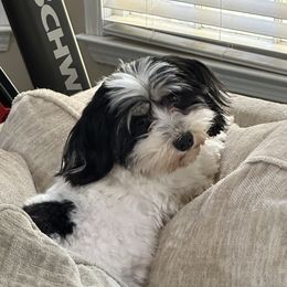 Lyra - Havanese