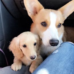 Cardigan Welsh Corgis, Dachshunds, and Shetland Sheepdogs from Rosewick Kennels