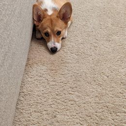 Pembroke Welsh Corgi All Grown Up from G.G.'s Corgis