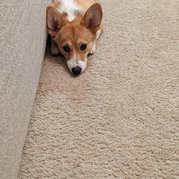 Pembroke Welsh Corgi All Grown Up from G.G.'s Corgis