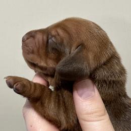 Chocolate based - Red male Dachshund puppy in Crystal, Michigan from Mare-Bella Smoothcoat Edition