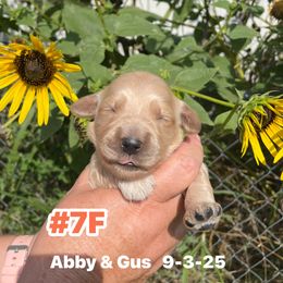 Number 7 Abby and Gus - Golden female Golden Retriever puppy in Piedmont, Oklahoma from Sabrina's Golden Retrievers