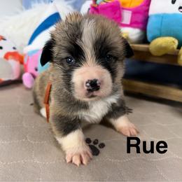 Rue - Sable male Pembroke Welsh Corgi puppy in Apison, Tennessee from Ashmore Corgis