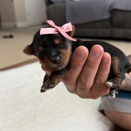 Puppy 5 - Black and gold female Yorkshire Terrier puppy in Modesto, California from The Dog House