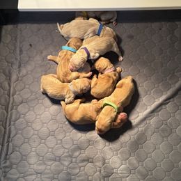 Golden Retriever Puppies from Pura Vida Golden Retrievers