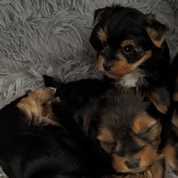 Yorkshire Terriers from Jewel’s Yorkshire Terriers