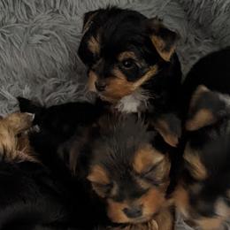 Yorkshire Terriers from Jewel’s Yorkshire Terriers