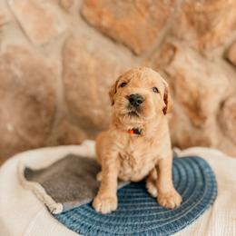 Theodore - Apricot male Goldendoodle puppy in Yukon, Oklahoma from Bows and Ties Doodles, LLC
