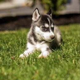 Siberian Husky Puppies from PNWHuskies
