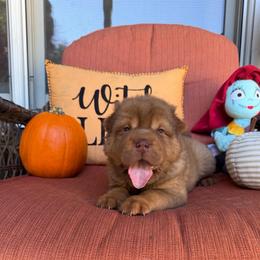 Teddy Bear Chai - Chocolate dilute male Chinese Shar-Pei puppy in Auburn, Kansas from Justin's Chinese Shar-Pei