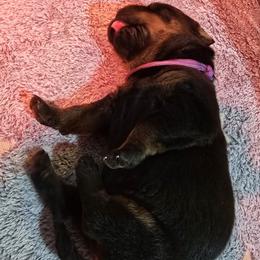 Miss Purple Collar - Black and mahogany female Rottweiler puppy in Clarksburg, West Virginia from Vom Peiffley Rottweilers, LLC