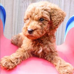 Light Pink - Apricot female Labradoodle puppy in Lexington Park, Maryland from SUNNY SIDE DOODLES