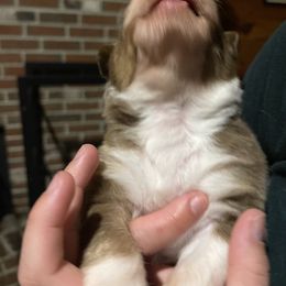 Australian Shepherd Puppies from Quiet Cove Kennels