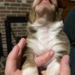 Australian Shepherd Puppies from Quiet Cove Kennels
