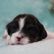 Cavatzu Puppies from Villanueva Puppies