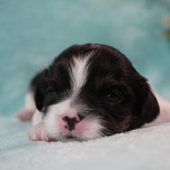 Cavatzu Puppies from Villanueva Puppies